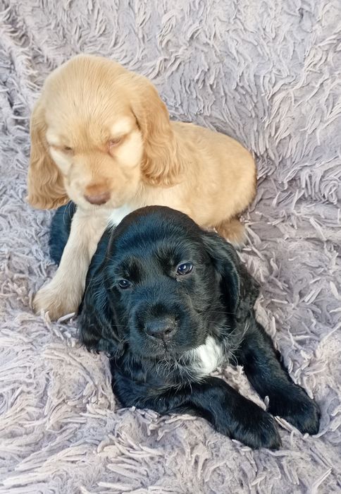 Sunia Cocker Spaniel Angielski