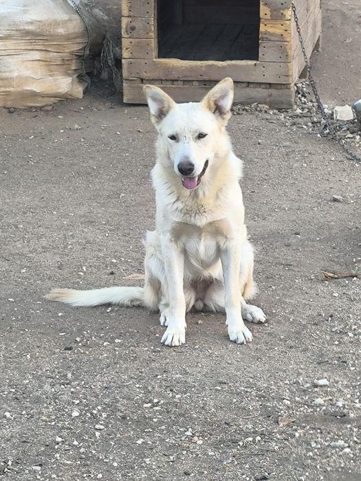 pastor alemao para dar
