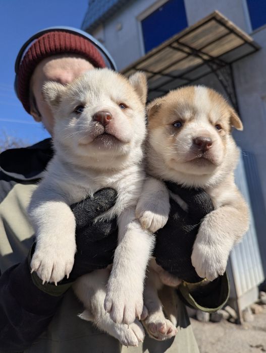 Сибірський хаскі-