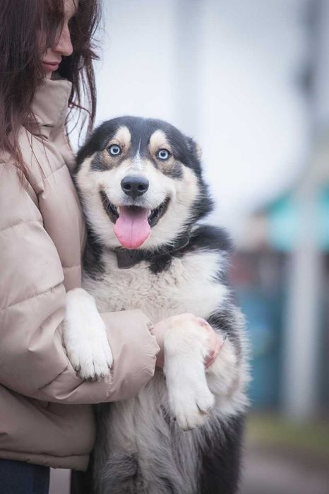 Хлопчик, метис хаскі