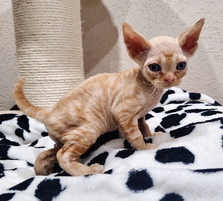 Devon rex kocurek