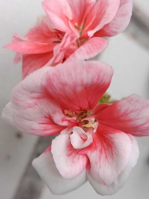 Пеларгонія зональна(герань)