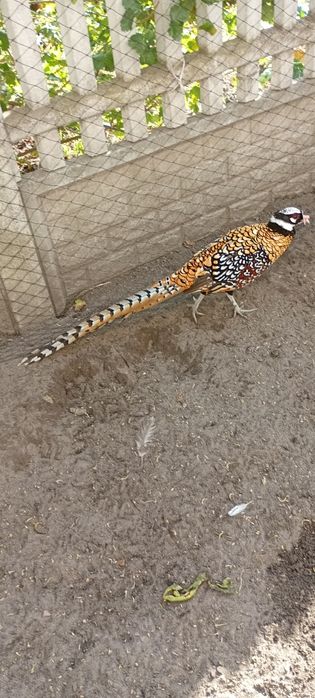 Bażanty ozdobne młode.
