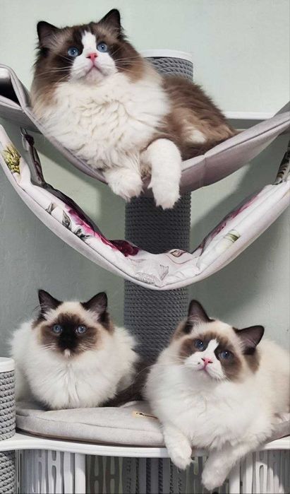 Чарівні кошенятка самої ласкавої породи-Ragdoll//Регдолл.