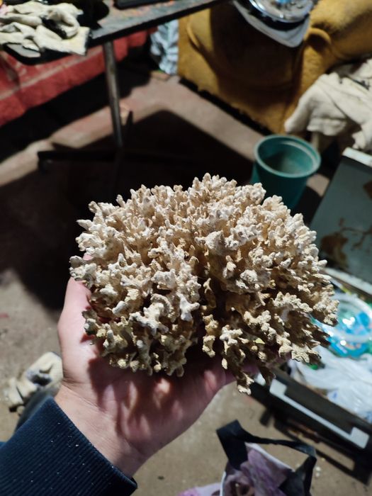 Продам карал и грунт всё вместе