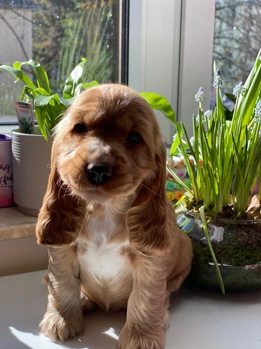 ANIELA Cocker Spaniel Angielski REZERWACJA