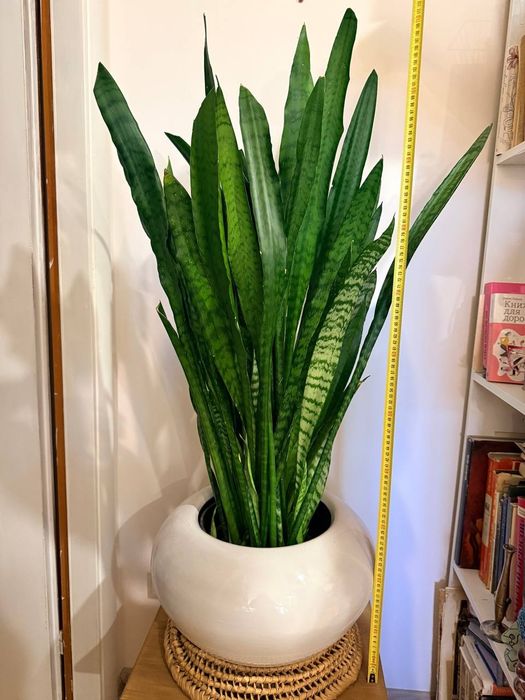 Сансев'єра, сансевієрія, тещин язик, рослина, вазонок