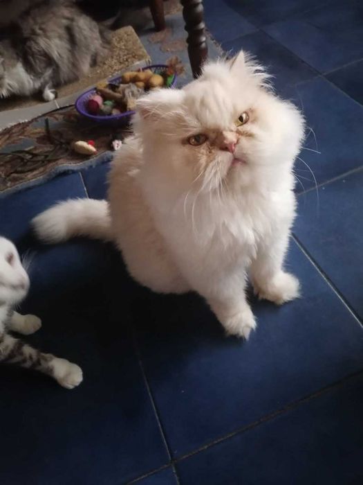 Кішка Мілу пухнаста шукає дім