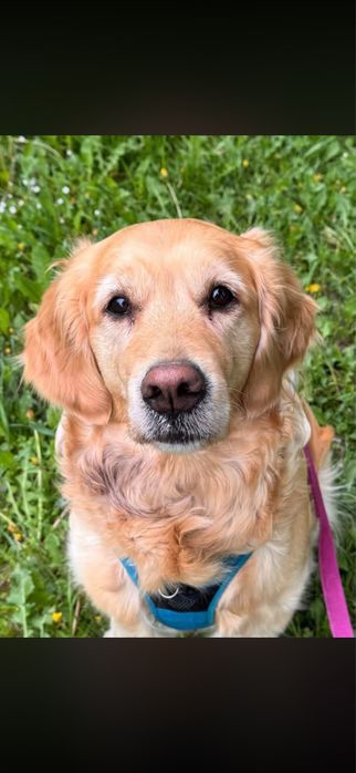 Petsitter Warszawa