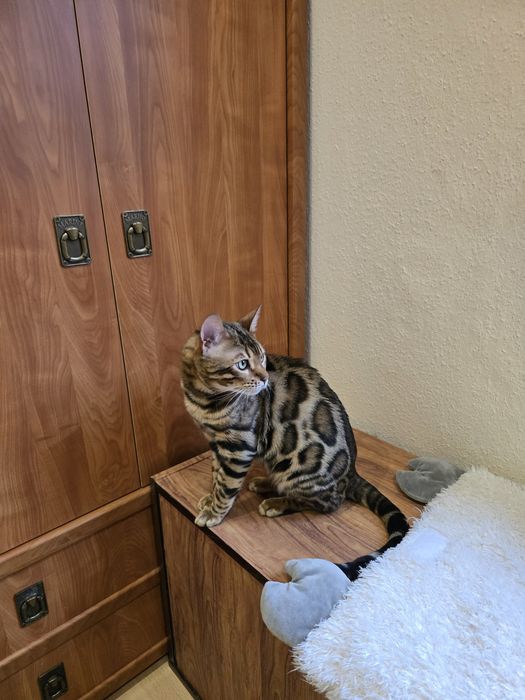 Бенгальський клубний кіт в'язка  бенгал вязка