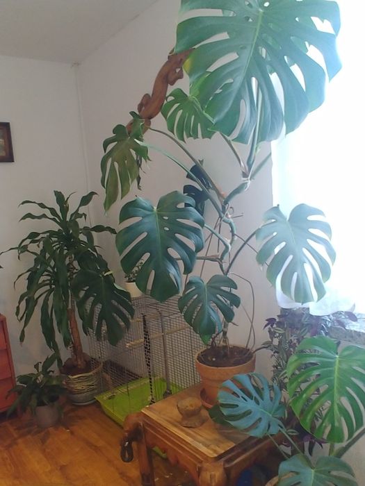 philodendron florida pflege PHILODENDRON FLORIDA BEAUTY online kaufen bei potflourri main image 1