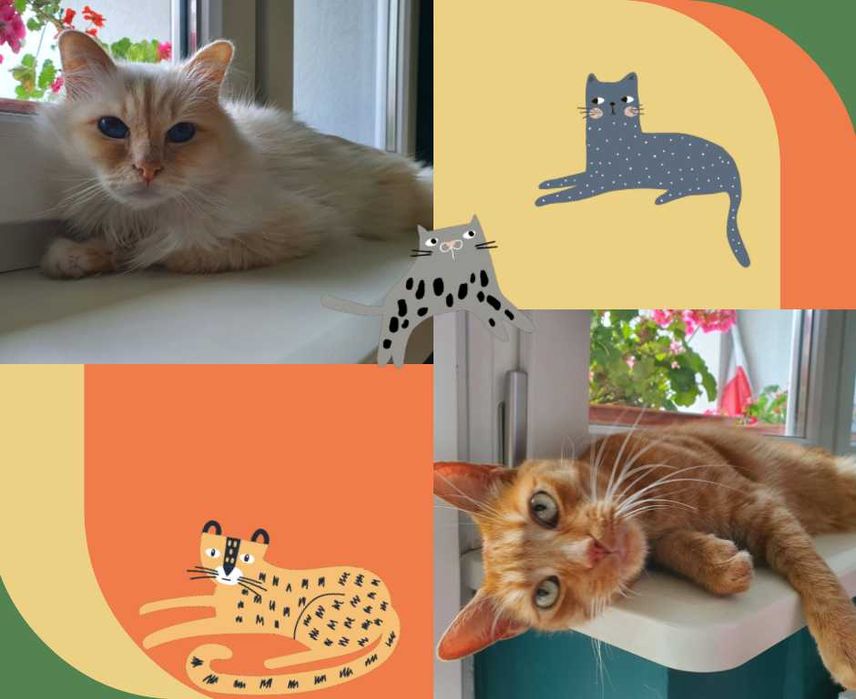 Domowa Opieka Hotel dla Kotów - Psów - Świnek Morskich - Jeży - Ptaków