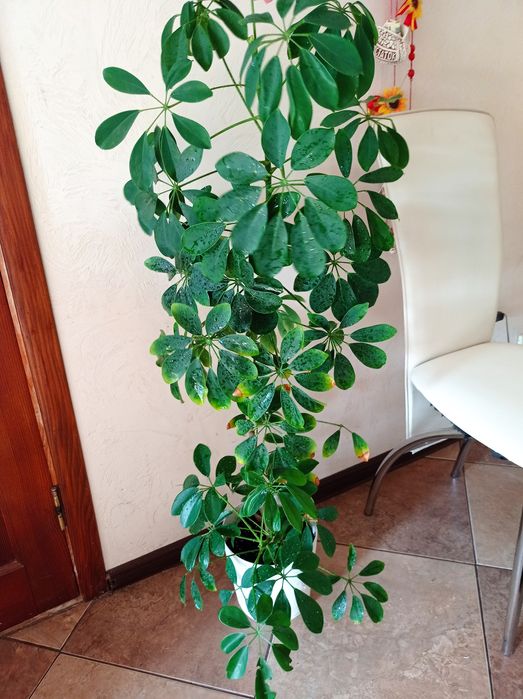 Шефлера декоративна  квітка