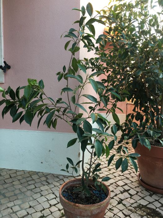 Ficus Ginseng -planta *** NOVO PRECO****