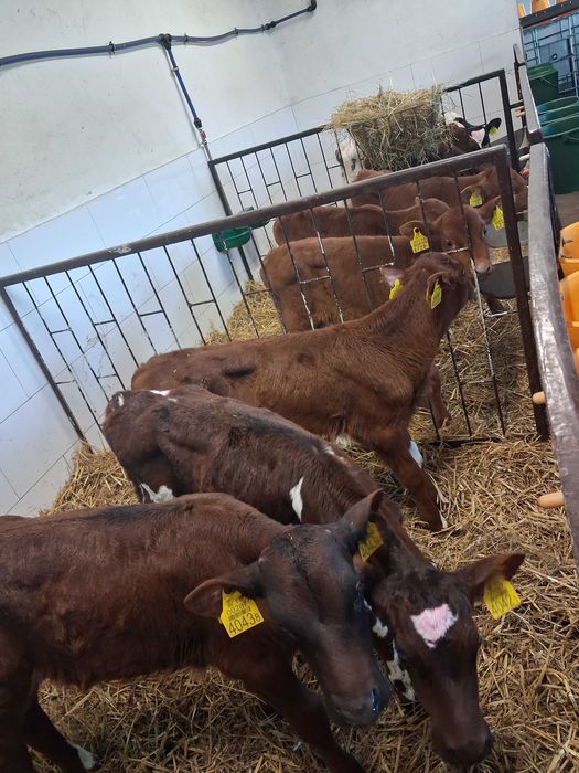 byczki cielęta cielaki mm ncb hf