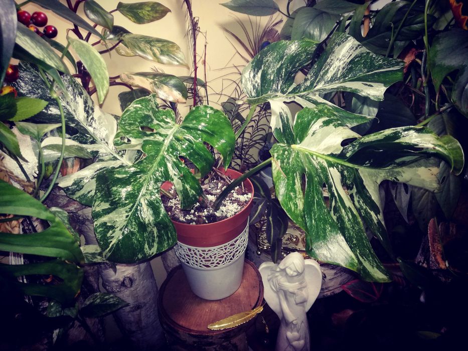 Monstera Typ Oceana Variegata NoID wielka RZADKOŚĆ Philodendron Albo