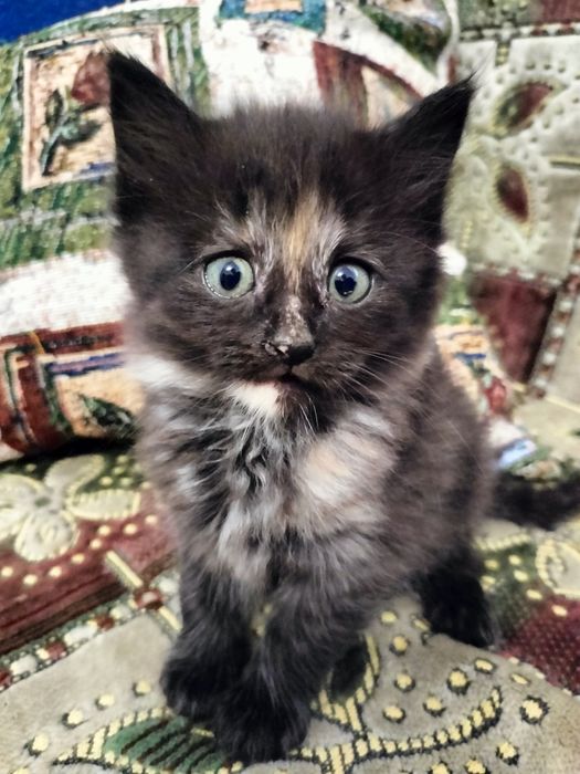 Кошенята, котики