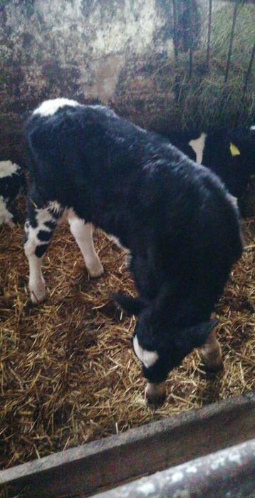 Zamienię byczka mieszanca