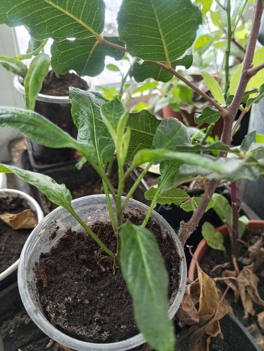 Пепіно італійський крупноплідний