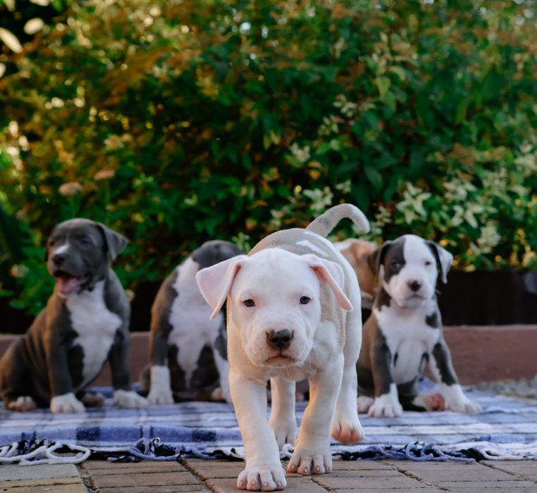 Породнвя девочка в окрасе коровка ...Белая голубо палевыми пятнышками