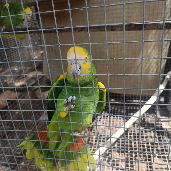 Papagaios Amazonas Barbadensis