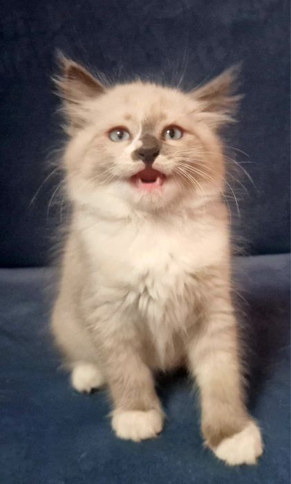 HUGO Kocurek syberyjski Neva Masquerade JUŻ DO ODBIORU!