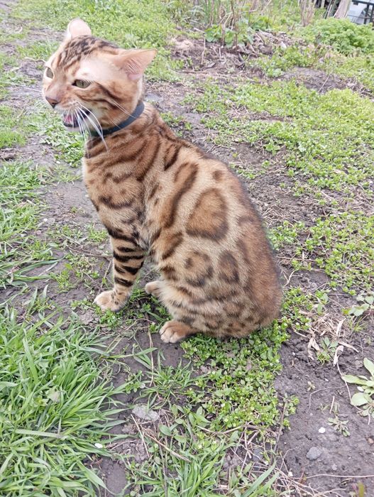 Вязка кошек Бенгальской породы
