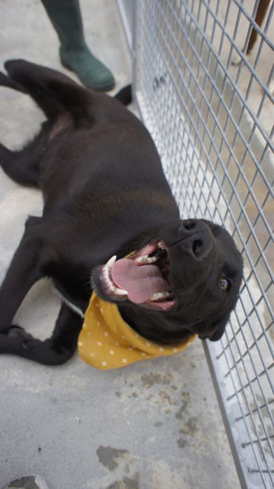 Azevinho - cao jovem de porte medio