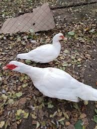 Інкубаційне яйце мускусних качок німецька лінія