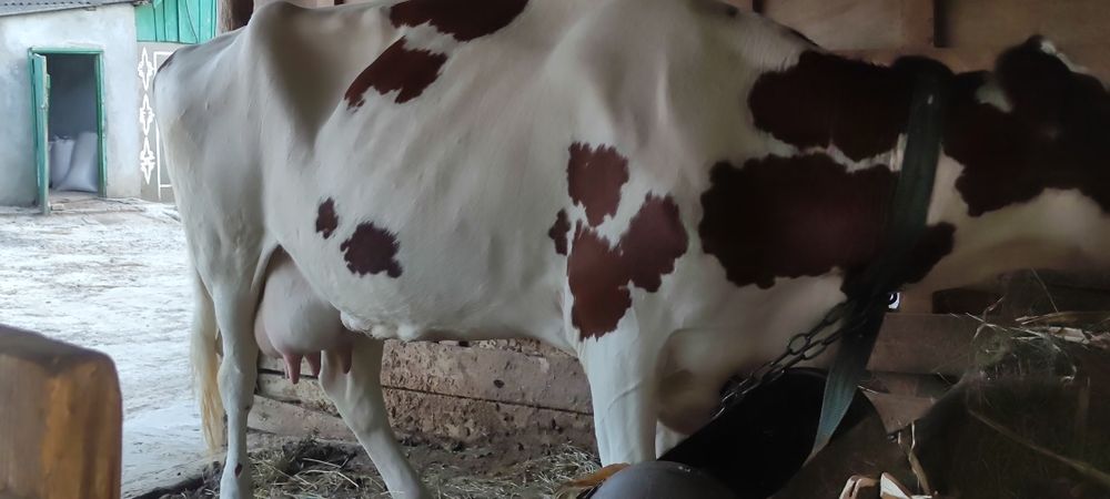 Продам племенную айширку!
