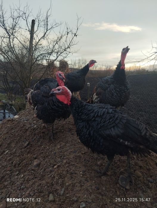 Продам молоді домашні індики