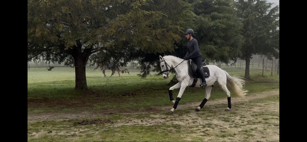 Cavalo castrado 11 anos (lusitano x puro sangue ingles )