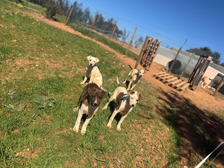 Cachorros /Caes pra doar