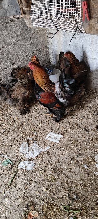 Ovos de galinha brahma perdiz.