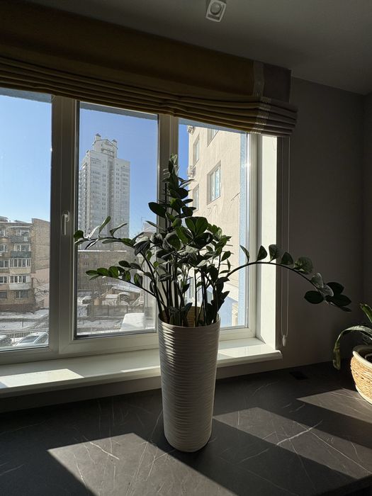 Цветок Замиокулькас 100 см в белом вазоне