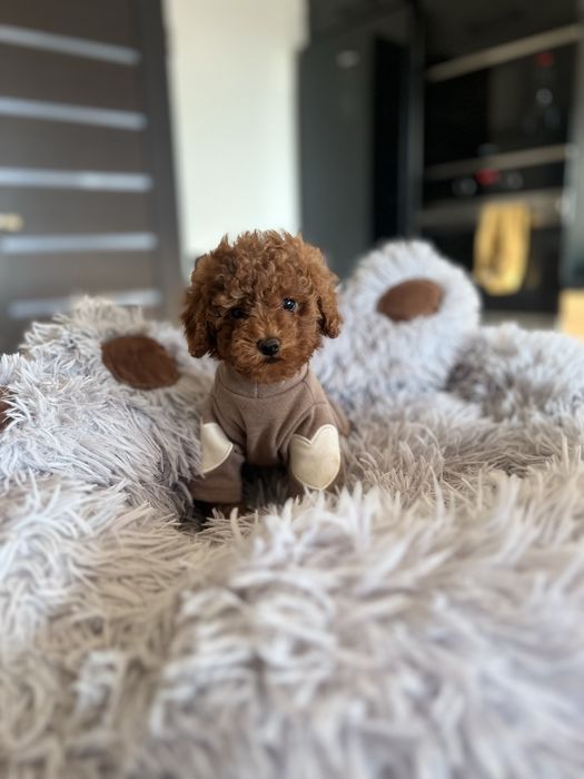 Pudel toy chłopiec gotowy do odbioru