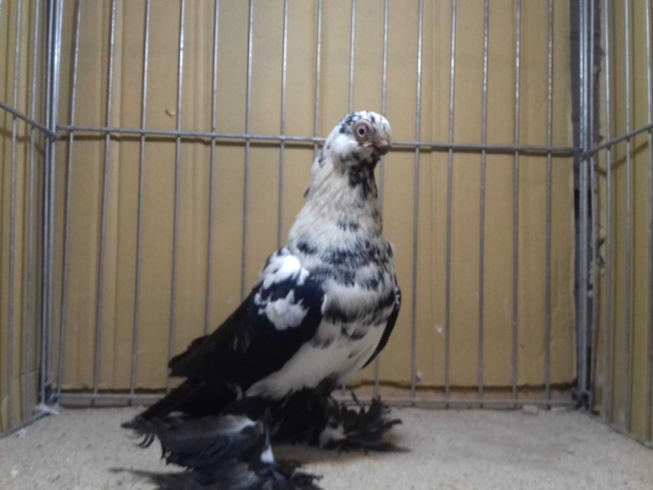 Motyl motyle samiec 2025 gołębie ozdobne