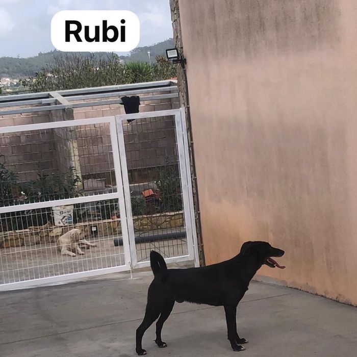 ‼️ Adoção Responsável ‼️