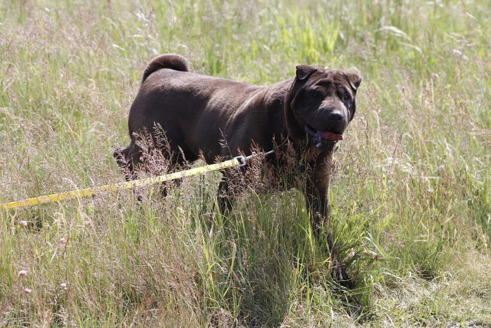 shar-pei suczka szuka domu