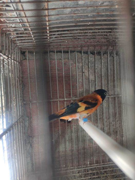 cardinalitos da venezuela