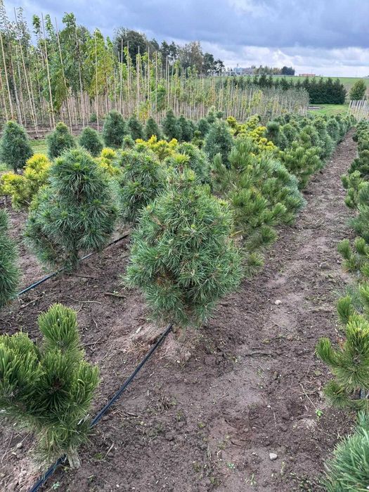 Sosna pospolita Globosa Viridis 80-100 cm