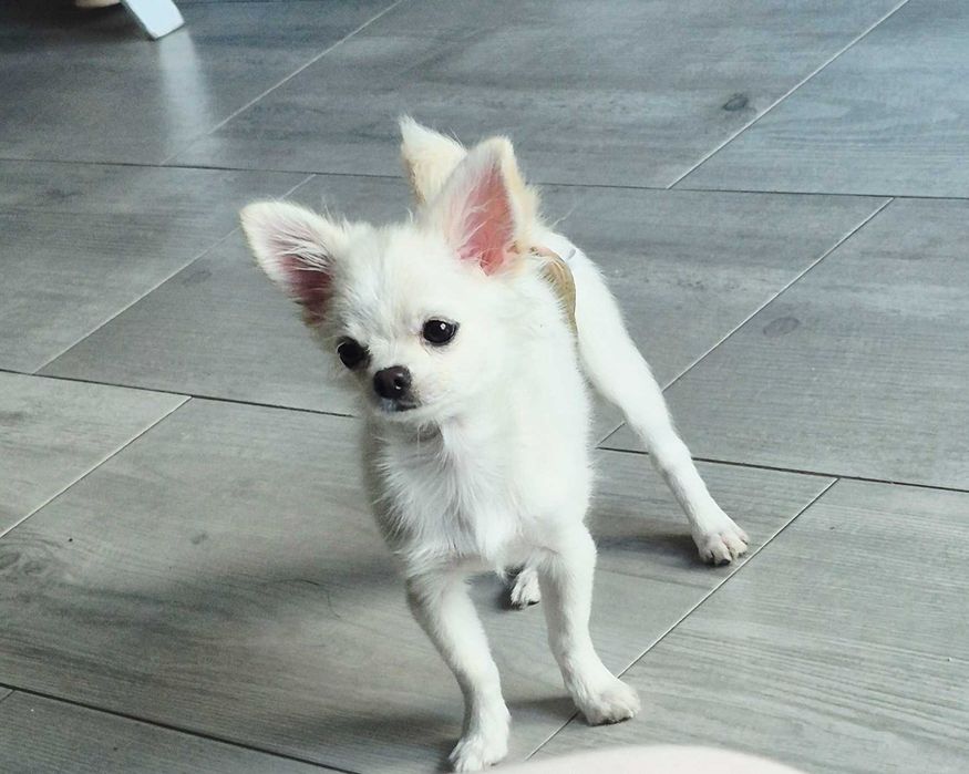 Chiuhaha Angelo samiec