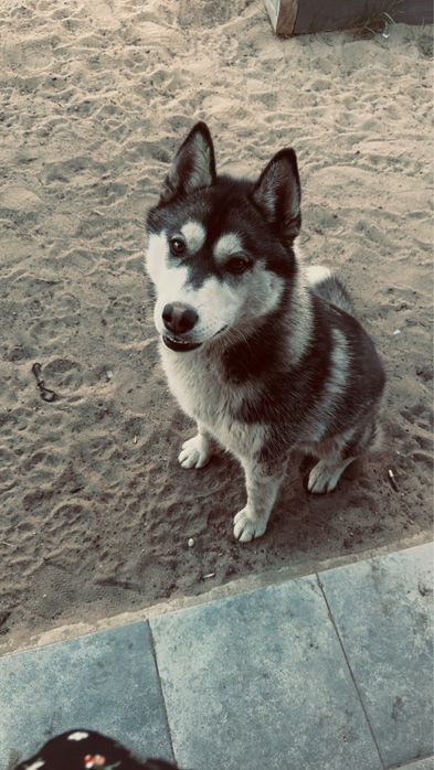 Husky syberysjki