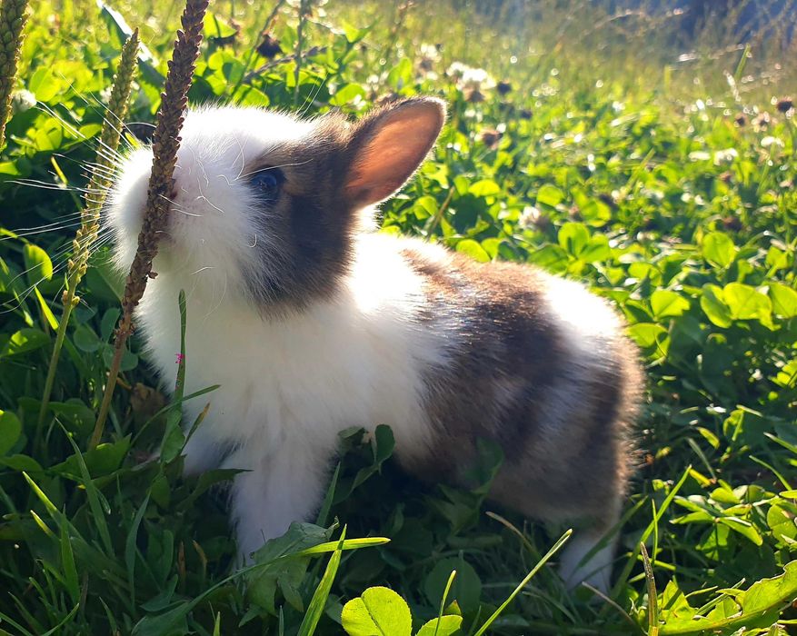 Króliki,  kroliczki , królik,  miniaturowe,  miniaturki