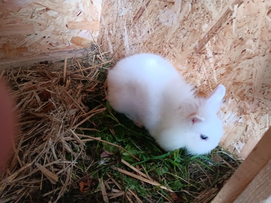 Sprzedam króliki miniaturki