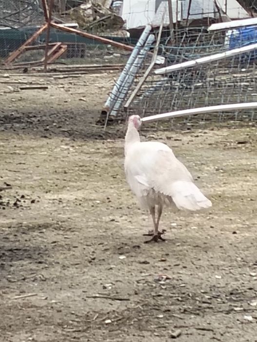 Vendo ovos de perúa caseiros