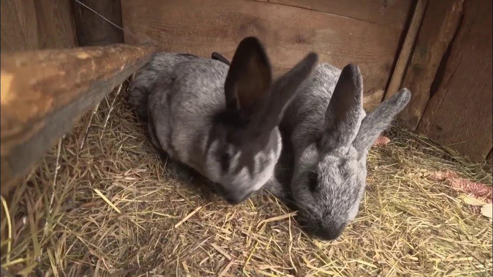 Продам кролів "Полтавське срібло"