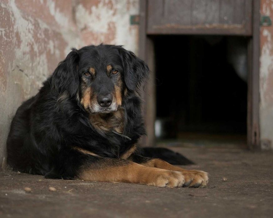 Clifford – stateczny, wspaniały, ułożony psiak marzy o własnym domu :)