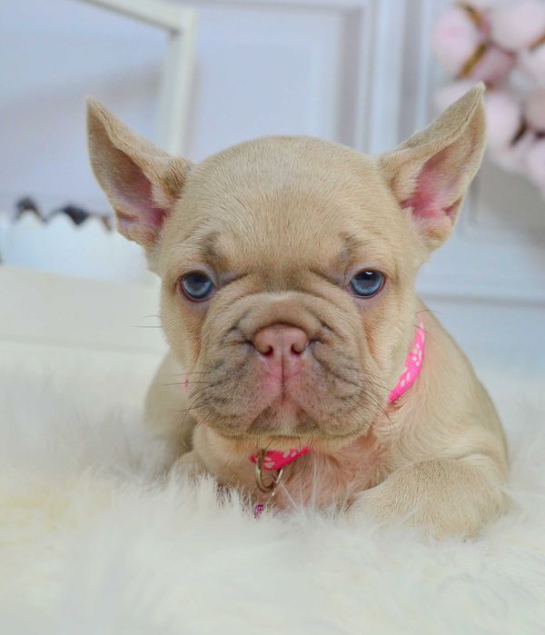 Казкові крихітки у пошуках люблячих родин!!!