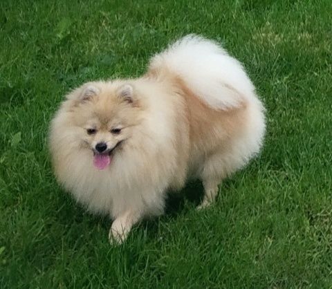 Мальчик шпиц готов для вязки